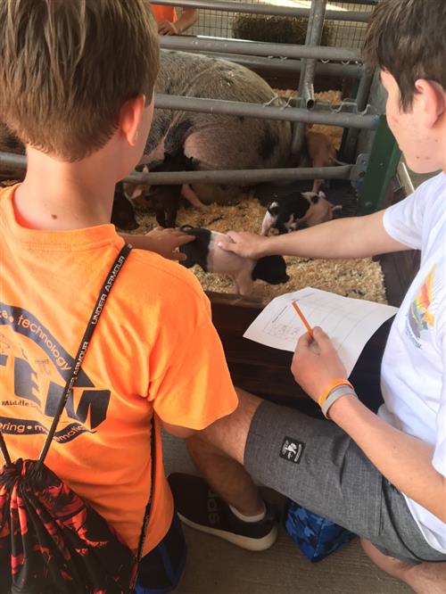 Two boys pet a baby pig as they write down notes about the pig and its mother. 